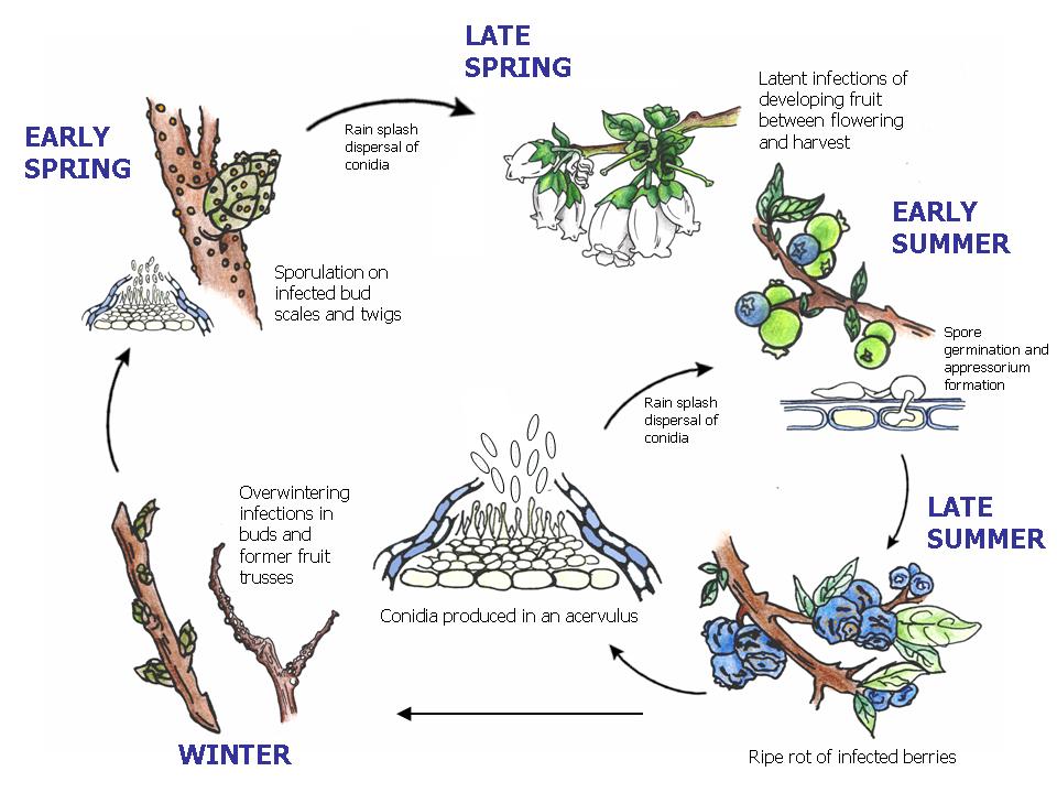 Blueberry Growers Need To Focus On Anthracnose Fruit Rot As Bloom Ends ...